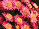 Crimson chrysanthemums with prominent centers. 
Size: 700x933. 
File size: 778,23 KB