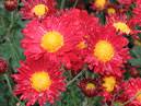 Chrysanthemums Allegro with small-size flowers. 
Size: 700x623. 
File size: 582,16 KB