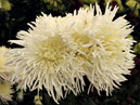 White chrysanthemums Dalystar. 
Size: 700x541. 
File size: 443,13 KB