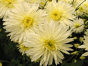 Double chrysanthemums Inei (translation from Russian - White Frost). 
Size: 700x583. 
File size: 438,61 KB