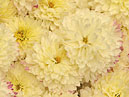 Milk-white chrysanthemums Ranniy Sneg (translation from Russian - Early Snow). 
Size: 700x842. 
File size: 695,69 KB