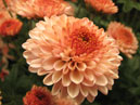 Delicate flower of chrysanthemum Kapriz (translation from Russian - Caprice). 
Size: 700x577. 
File size: 344,63 KB