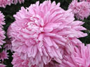 Lilac chrysanthemum Resume. 
Size: 700x589. 
File size: 485,96 KB