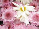 Chrysanthemums Alpha and Cassa. 
Size: 700x933. 
File size: 730,95 KB