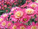 Flower-bed with chrysanthemums Shurt. 
Size: 700x525. 
File size: 505,52 KB