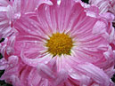 Flower of chrysanthemum Parade, close-up. 
Size: 700x525. 
File size: 443,23 KB