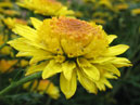 Small-size flower of chrysanthemum Kira. 
Size: 700x564. 
File size: 385,55 KB