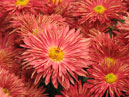 Fluffy chrysanthemums on a flower-bed. 
Size: 700x525. 
File size: 499,17 KB