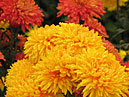 Chrysanthemums Zolotoy Elf (translation from Russian - Golden Elf) and Osenniy Motiv (translation from Russian - Autumn Tune). 
Size: 700x667. 
File size: 566,29 KB