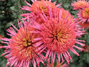 Triple firework of chrysanthemum Annecy Red. 
Size: 700x602. 
File size: 634,76 KB