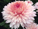 Chrysanthemum Lavender Queen with raindrops. 
Size: 700x828. 
File size: 680,07 KB