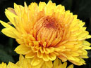 Two flowers of yellow chrysanthemum Lorna Doone Salmonicolor. 
Size: 700x944. 
File size: 794,32 KB