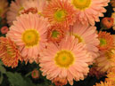 Chrysanthemums Art Deco begin to bloom. 
Size: 700x925. 
File size: 648,09 KB