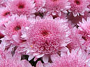 Pink chrysanthemums Target. 
Size: 700x598. 
File size: 516,24 KB