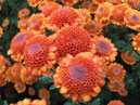 Small orange chrysanthemums Nikolina. 
Size: 700x528. 
File size: 457,90 KB