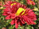 Chrysanthemum Aquarel (translation from Russian - Water-Colour) begins to bloom. 
Size: 700x521. 
File size: 414,13 KB