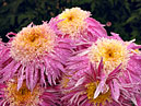 Pink chrysanthemums Ami Paulett with rich centers. 
Size: 700x525. 
File size: 576,76 KB