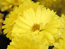 Yellow chrysanthemum Zolotoe Runo (translation from Russian - Golden Fleece). 
Size: 700x912. 
File size: 634,51 KB