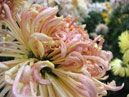 Petals of chrysanthemum Gratsia (translation from Russian - Grace). 
Size: 700x532. 
File size: 431,40 KB