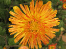 chrysanthemum Okhristy Luch (translation from Russian - Ocker Ray) with buds. 
Size: 700x933. 
File size: 645,75 KB