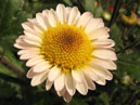 Chrysanthemum Russkoe Pole starts blooming. 
Size: 700x558. 
File size: 367,51 KB