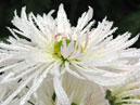 White chrysanthemum Yan