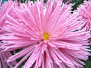 Pink chrysanthemum Charodeika (translation from Russian - Sorceress). Close-up. 
Size: 700x525. 
File size: 488,90 KB