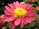 Chrysanthemum Sambalina begins to bloom. 
Size: 700x525. 
File size: 403,38 KB