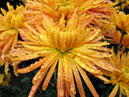 Chrysanthemum Lunnaya Dorozka (translation from Russian - Moonway) with dewdrops. 
Size: 700x524. 
File size: 449,39 KB