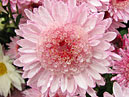 Pink flower of chrysanthemum Alpha. 
Size: 700x525. 
File size: 536,22 KB