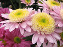 Small pale-pink chrysanthemums Ipswich. 
Size: 700x525. 
File size: 436,64 KB