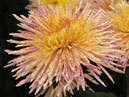 Цветок хризантемы Enzett Dilana Rosa. 
Размер: 700x580. 
Размер файла: 492.86 КБ