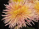 Chrysanthemum Enzett Dilana Rosa. 
Size: 700x580. 
File size: 492,86 KB