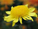 Yellow daisy-like chrysanthemum Inga. 
Size: 700x933. 
File size: 509,48 KB