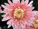 Chrysanthemum Predrassvetniy Au-Dag starts blooming. 
Size: 700x841. 
File size: 661,61 KB