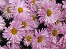 Late-autumn mums with small flowers. 
Size: 700x933. 
File size: 980,40 KB