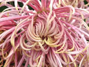 Chaotic flower of chrysanthemum Spring Dawn at Su-Ti Dam (translation from Japanese). 
Size: 700x525. 
File size: 549,48 KB