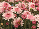 Chrysanthemums Lady Di starting to blossom. 
Size: 700x494. 
File size: 509,57 KB