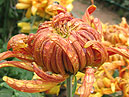 Bud of chrysanthemum Dark Flame Soft Gold (translation from Japanese). 
Size: 700x898. 
File size: 746,43 KB