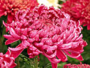 Crimson chrysanthemum Demurral. 
Size: 700x855. 
File size: 718,43 KB