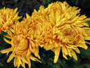 Golden chrysanthemums Zakat (translation from Russian - Sunset). 
Size: 700x610. 
File size: 522,16 KB