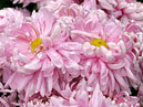 Растрёпанные розовые хризантемы Халцедон. 
Размер: 700x1005. 
Размер файла: 818.11 КБ