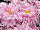 Untidy chrysanthemums Chalcedony. 
Size: 700x1005. 
File size: 818,11 KB