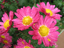 Pink chrysanthemums Sverchok (translation from Russian - Cricket). 
Size: 700x548. 
File size: 496,83 KB