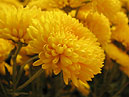 Flower of chrysanthemum Mishal. 
Size: 700x539. 
File size: 281,24 KB