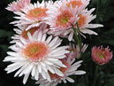 Bunch of chrysanthemums Eleanor White. 
Size: 700x642. 
File size: 460,76 KB