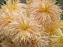 Chrysanthemum Rayonnant Bronze - climax of blooming. 
Size: 700x525. 
File size: 548,54 KB