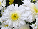 White chrysanthemums Koltso Saturna (translation from Russian - Rings of Saturn). 
Size: 700x933. 
File size: 799,34 KB