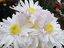 White chrysanthemum Graceland. 
Size: 700x519. 
File size: 408,46 KB