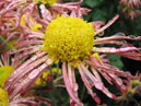 Pale-red spider chrysanthemum with prominent yellow center. 
Size: 700x528. 
File size: 405,90 KB